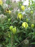 Golden Clematis or Old Man